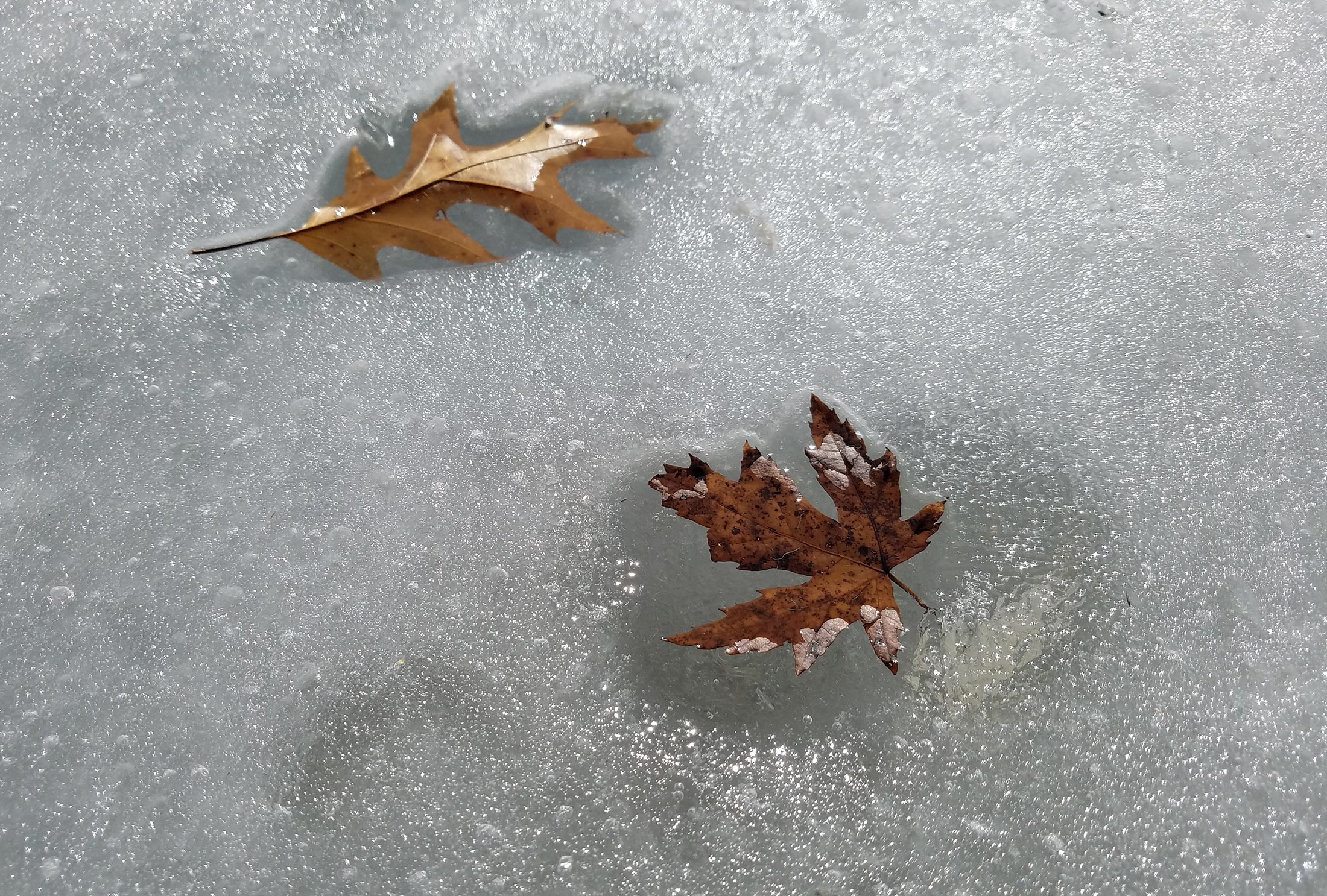 Fall Leaves on frozen water - Northeast Minneapolis - Photo copyright © Margo Ashmore