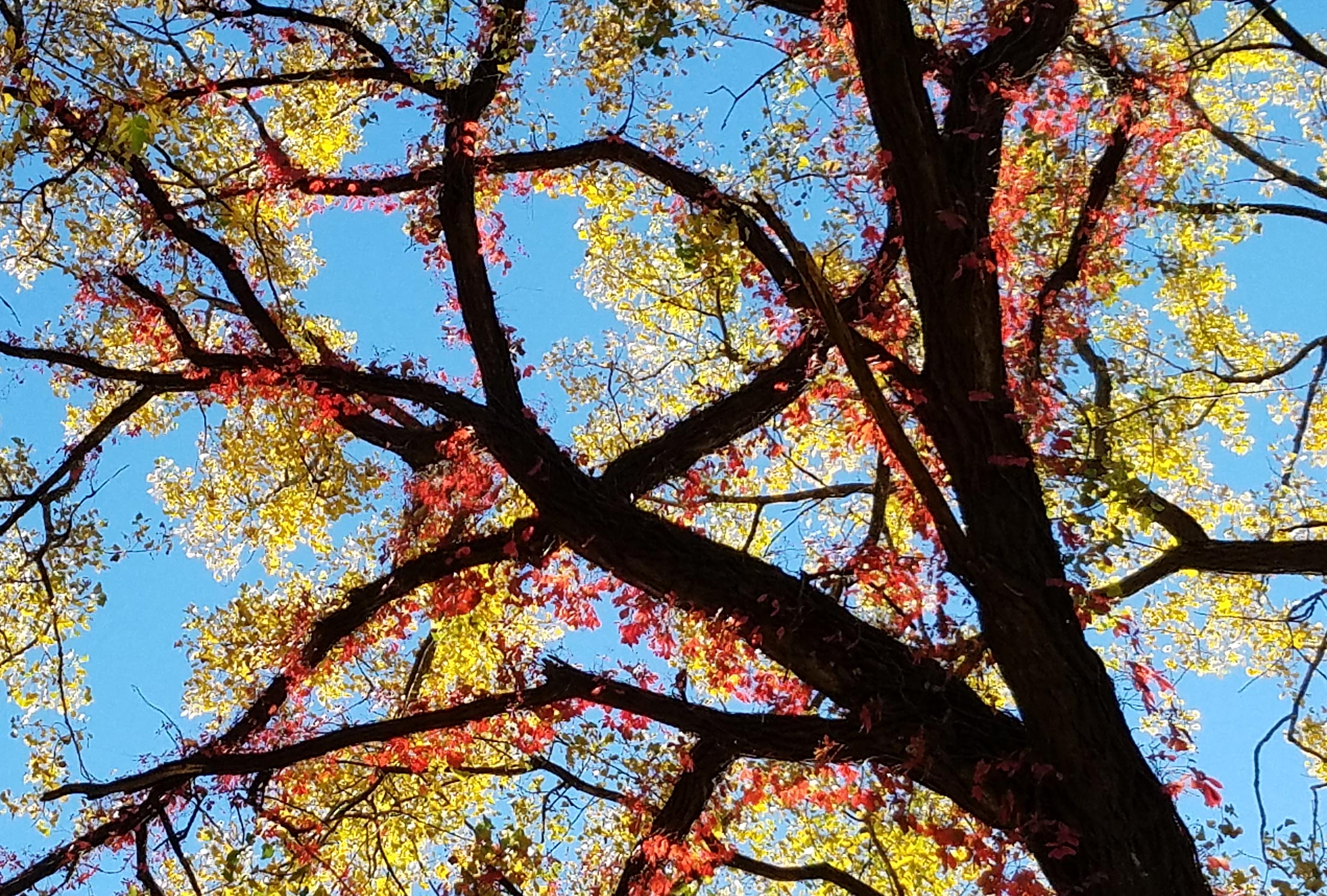 4-color Autumn - Northeast Minneapolis - Photo copyright © Margo Ashmore